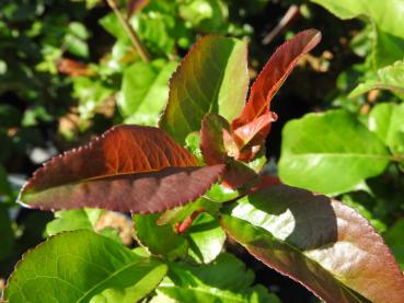 Chaenomeles Scarlet Storm