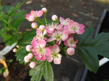 Rosablühender Weißdorn - Blüten