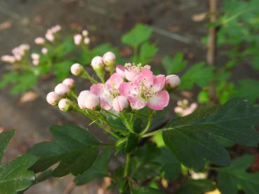 Rosa Blüten mit weißer Mitte - Weißdorn Rosea