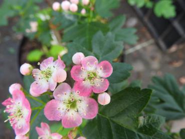 Rosa Blüten des Weißdorn Rosea