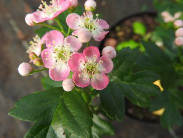 Hübsch gezeichnete Blüten des Weißdorn Rosea