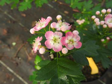 Weißdorn Rosea - rosaweiße Blüten