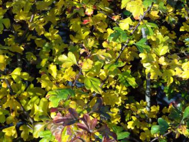 Crataegus laevigata Alboplena mit Herbstfärbung, Aufnahme von Anfang November