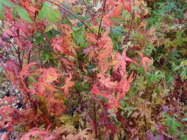 Rotes Herbstlaub bei Acer palmatum