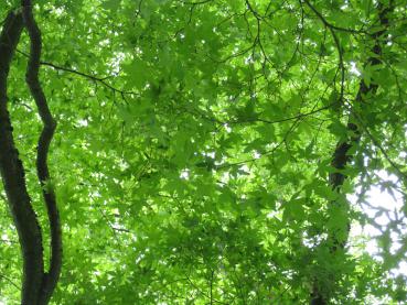 Grünes Blätterdach des Japanischen Ahorns