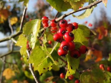 Washington hagtorn, Crataegus phaenopyrum