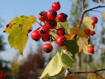 Washington hagtorn, Crataegus phaenopyrum