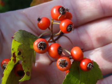 Washington hagtorn, Crataegus phaenopyrum