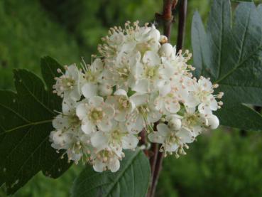 Washington hagtorn, Crataegus phaenopyrum