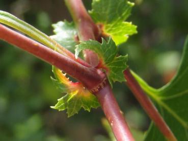 Washington hagtorn, Crataegus phaenopyrum