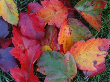 Washington hagtorn, Crataegus phaenopyrum