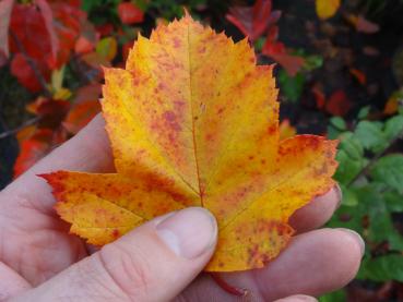 Washington hagtorn, Crataegus phaenopyrum