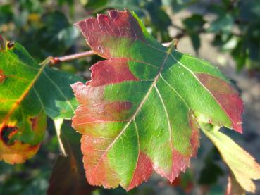 Washington hagtorn, Crataegus phaenopyrum