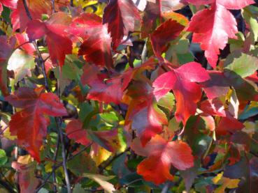 Washington hagtorn, Crataegus phaenopyrum