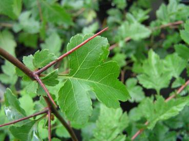 Washington hagtorn, Crataegus phaenopyrum