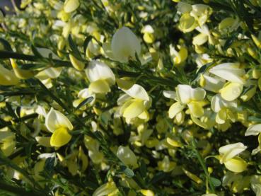 Cytisus praecox Blüten
