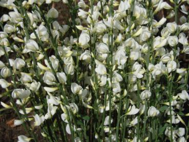 Weißer Elfenbeinginster - reiche weiße Blüte