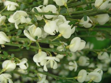 Weißer Elfenbeinginster - Einzelblüten