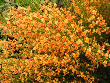 Vårginst Apricot Gem, Cytisus scoparius Apricot Gem