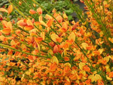 Vårginst Apricot Gem, Cytisus scoparius Apricot Gem