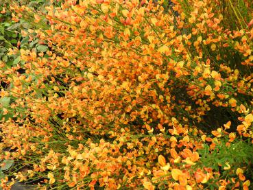 Vårginst Apricot Gem, Cytisus scoparius Apricot Gem