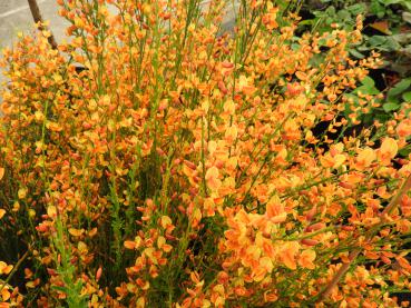 Vårginst Apricot Gem, Cytisus scoparius Apricot Gem