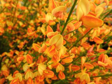 Vårginst Apricot Gem, Cytisus scoparius Apricot Gem