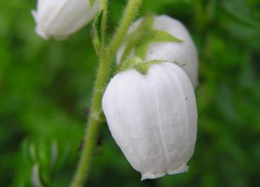 Daboecia cantabrica Alba