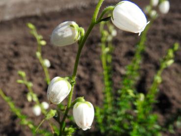 Daboecia cantabrica Alba