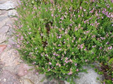 Rosablühende Irische Glockenheide Purpurea