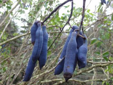 Die leuchtend blauen Früchte der Blauschote im Herbst