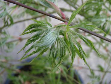 Flikbladig japansk lönn Dissectum, Acer palmatum Dissectum
