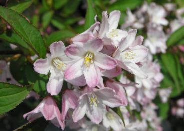 Rosaweiße Blüten der Deutzia kalmiiflora