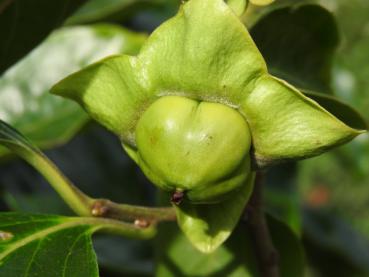 Heranreifende Frucht der Diospyros kaki