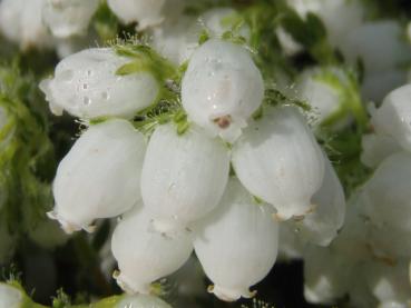 Weiße Blüte die Erica tetralix Alba