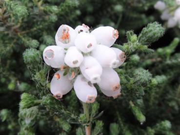 Weiße Blüte von Erica tetralix Alba