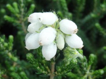 Einzelblüte von Erica tetralix Alba