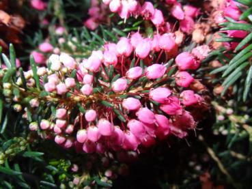 Erica vagans Mrs. D. F. Maxwell in Blüte