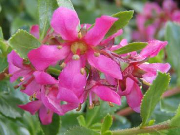 Escallonie Dart´s Rosyred in Blüte