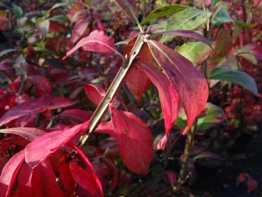 Euonymus alatus in roter Herbstfärbung