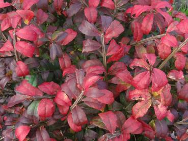 Euonymus alatus Compactus im roten Herbstlaub