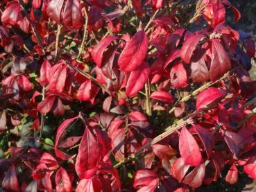 Euonymus alatus Compactus in roter Herbstfärbung