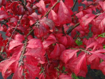 Leuchtend rote Blätter im Herbst - der Korkspindelstrauch