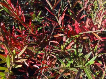 Die Blätter von Euonymus nanus turkestanicus färben sich im Herbst rötlich