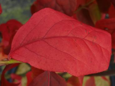 Die Herbstfärbung von Euonymus planipes ist tiefrot