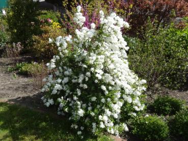 Exochorda macrantha The Bride