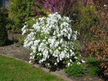 Exochorda macrantha The Bride