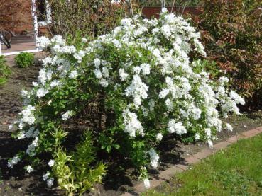 Exochorda macrantha The Bride