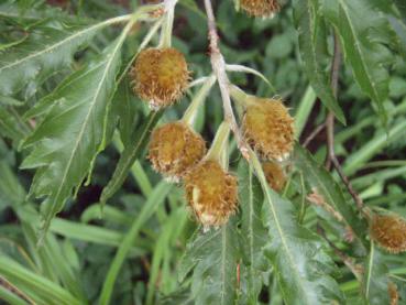 Farnblättrige Rotbuche (Fagus sylvatica Asplenifolia) - junge Bucheckern