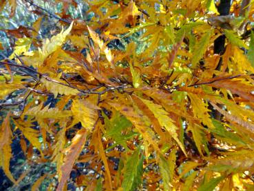 Leuchtend gelbes Herbstlaub der Federbuche (Fagus sylvatica Asplenifolia)